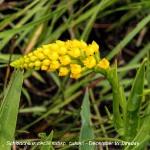Schizochilus cecilii by Duncan McFarlane