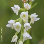 Schizochilus cecilii