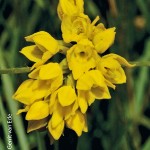 Schizochilus zeyheri by Gerrit van Ede