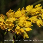 Schizochilus