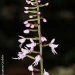 Stenoglottis fimbriata by Lourens Grobler 