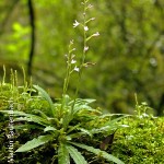 Stenoglottis fimbriata subsp. saxicola by Martin Rautenbach 