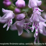 Stenoglottis fimbriata subsp. saxicola by Martin Rautenbach 