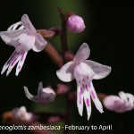 Stenoglottis zambesiaca by Lourens Grobler