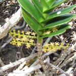 Tridactyle bicaudata