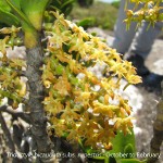 Tridactyle bicaudata subsp. rupestris by Martin Rautenbach
