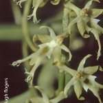 Tridactyle gentilii by Hugh Rogers