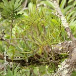 Tridactyle tridentata by Martin Rautenbach 