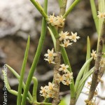 Tridactyle tridentata by Martin Rautenbach 