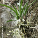 Ypsilopus erectus by Martin Rautenbach 